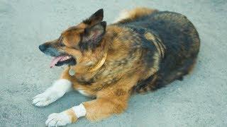 How to Treat Arthritis in Dogs - Arthritis In Dogs