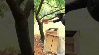 The process of transplanting a swarm of bees from a tree to a hive