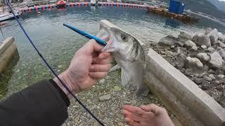 Sea bass catch & cook - live strike on surface lure