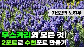 7년 동안 무스카리 2포트로 수천포트 만든 노하우 | 가을 구근 무스카리의 모든 것! | 강원도 정원