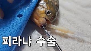 7년간 키운 식인피라냐 종양수술 받으러 갔습니다..