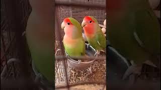 Lovebirds say hello (cute)