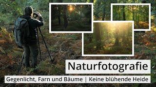 Naturfotografie: Manchmal gewinnt man, manchmal verliert man | GEGENLICHT, FARN und BÄUME