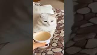 #Cute Funny Cat #TikTok #Viral #cats #Pets Lovers #shorts#cats#pet #youtubeshorts#Cute_cats#viral