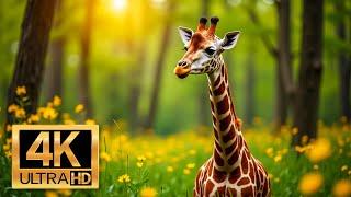 4K Wildlife Video - Our Planet Relaxation Film Nature Wildlife - 4K Video UltraHD