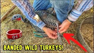 We Banded Our WILD Turkeys! Release or Raise!?