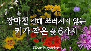 장마철 쓰러지지 않는 키가 작은 꽃 6가지 | 장마에 강한 작고 아담한 꽃 추천 | 여름 마당에 피는 꽃