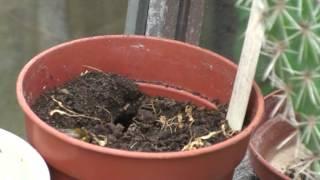 Leafcutter bee excavating nest hole