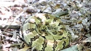 Timber Rattlesnake Rattling