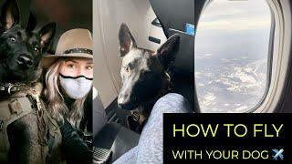 How to prepare your dog for a long flight | Everything you need to know before flying with your dog