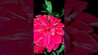 Nachtgarten-night garden-zahrada noc #garden #zahrada