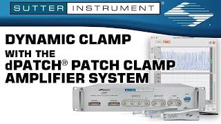 Dynamic Clamp with the dPatch® Patch Clamp Amplifier System - Scientists Empowering Scientists