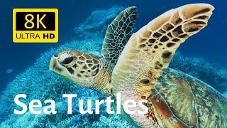 Impressive underwater shots of various sea turtles in 8K [Ultra HD]