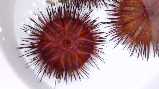 Fire Radiata Urchin & Commensal Crab