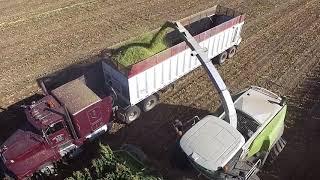 Smith Brothers Silage Harvest 2017