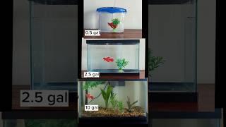 Tiny vs. larger aquarium for betta fish