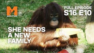 Orphan Rescue | Season 16 Episode 10 | Full Episode | Monkey Life