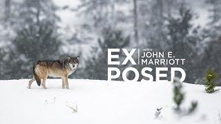 Canada's WAR on WOLVES - The Alberta Wolf Cull | EXPOSED Conservation | EP 03