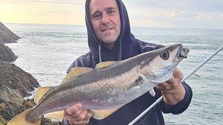 Lure fishing for pollock North wales