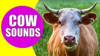 COW SOUNDS | Learn Animals with Kiddopedia #Shorts