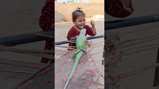 Cute Baby Parrot Eliza's Parrot