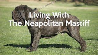 ALL ABOUT LIVING WITH NEAPOLITAN MASTIFFS