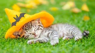 Deep Soothing Melodies for Cats - Calming Sleep Music for Cats with Anxiety, Cat Music Therapy