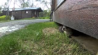 Brooks Lodge - River Otter Cam - Katmai National Park, Alaska