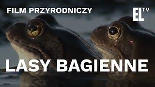 Lasy bagienne - czyta Krystyna Czubówna