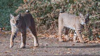 Bobcats are thriving in Tucson, Arizona despite metropolitan growth in the Sonoran Desert