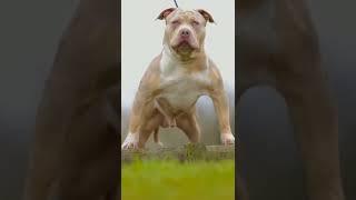 brown and white pitbull dog #shorts