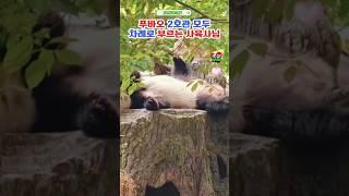 푸바오와 옆집 아가들 부르는 사육사님 #푸바오실시간 #푸바오근황 #판다월드 #에버랜드 #아이바오 #러바오 #루이바오 #후이바오 #강바오 #송바오