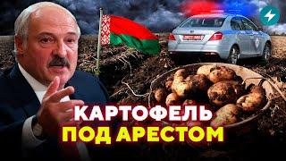 Почему Лукашенко запретил вывоз картофеля из Беларуси? / Народ спросит