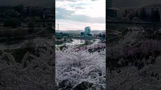 Vilnius, Sakura park #sakura #vilnius #flowers #shortvideo #lithuania #cherry #cherryblossom