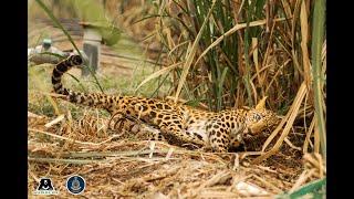 Helpless Leopard Rescued from Deadly Jaw Trap in Maharashtra