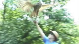 Hand Feeding a Barred Owl