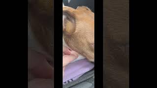 For you ️ #pets #doglover #dog #jackrussell #jackrussellterrier
