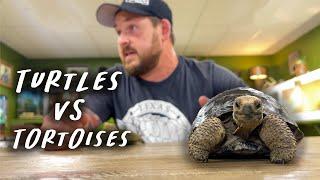 Tortoises ARE Turtles!
