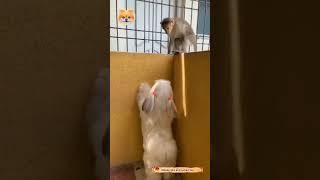 Dog vs Monkey#petsland #maymo #maipm #shortsfeed #short #ytshorts #petstown #awwanimals #viralshorts