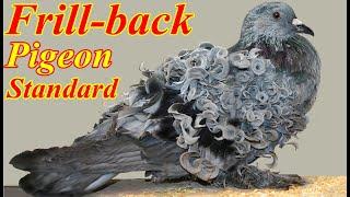 Frill Back Pigeon Information | Standard, Characteristics, Color, Uses, Appearance | Documentary