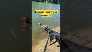 Бешеная Такса БУБОНИКа чуть не утонула 