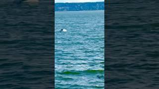 West Van Whale Watching - serene Scenes