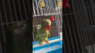 Kuhu#talkingbird #birds #parrot #talkingbird #kuhu