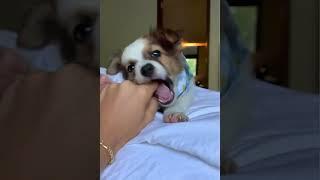  how to stop DOG barking ? cute dog / funny dog  #short