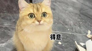 【牛奶是只猫】十斤的小老三，九斤的反骨！