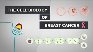 Evo-Ed: Breast Cancer Cell Biology