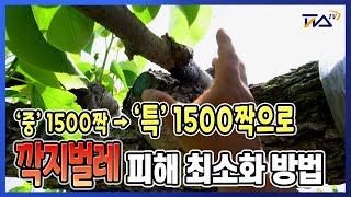 깍지벌레 피해 최소화 방법 공개! l 중짜리 1500짝에서 단 4짝빼고 나머진 특으로 l 배나무 재배방법 l 배나무키우기 l 배재배노하우 l 피스TV l 피스티비 l 주식회사피스