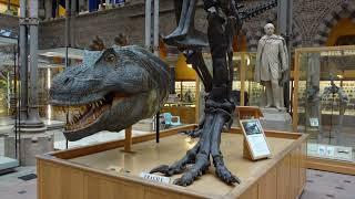 Oxford University Museum of Natural History