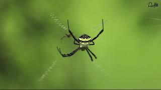 ORB-WEAVER SPIDER