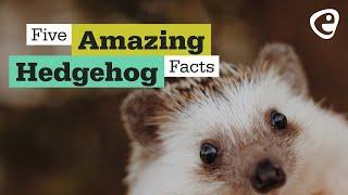 5 Hedgehog facts you probably didn't know